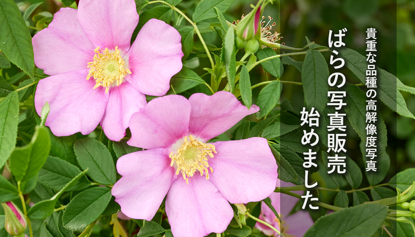 9月号】赤ばらに輝く歴史と人類の希望 | 姫野ばら園八ヶ岳農場