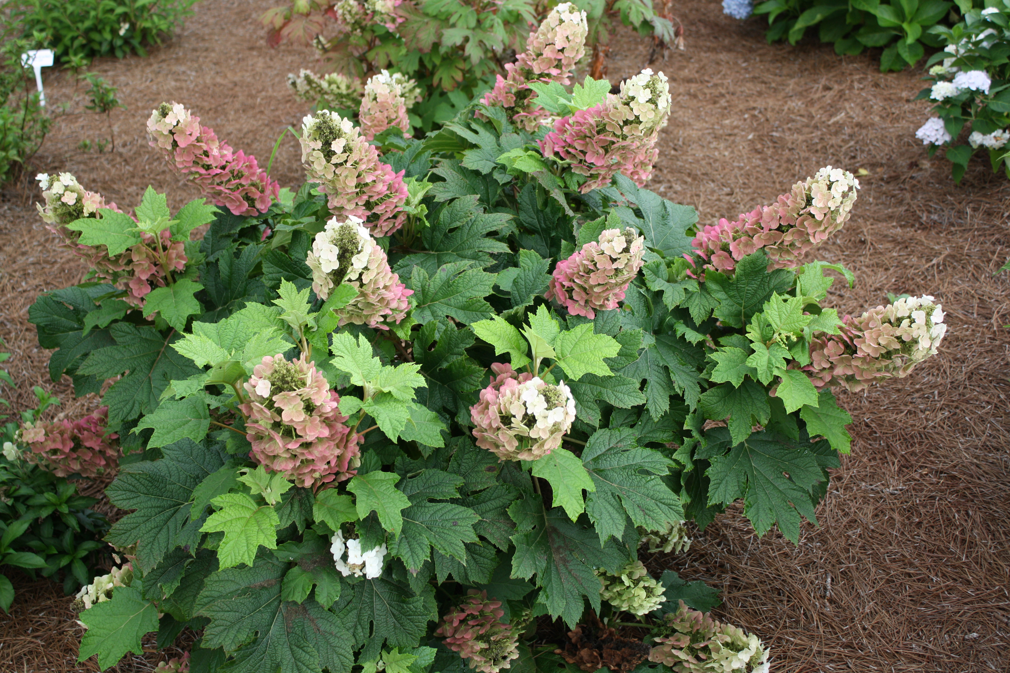 JETSTREAM™ OAKLEAF HYDRANGEA – Hinsdale Nurseries – Welcome to