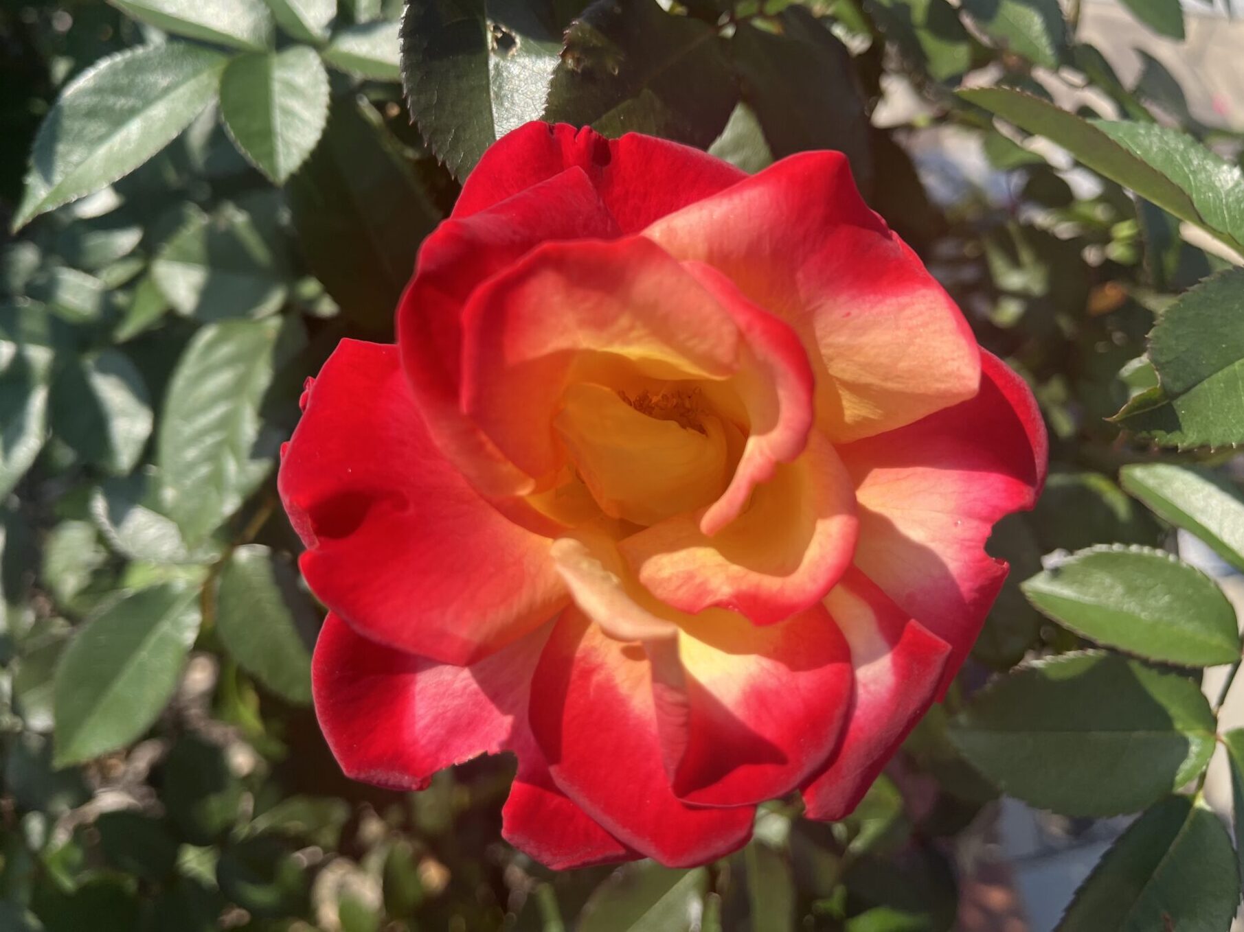 秋のバラの美しさを最も楽しめます！】11/14(金)バラの開花状況