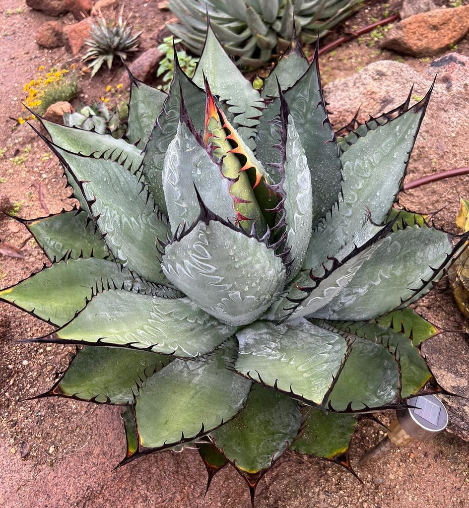 Tissue Culture – Hidden Agave