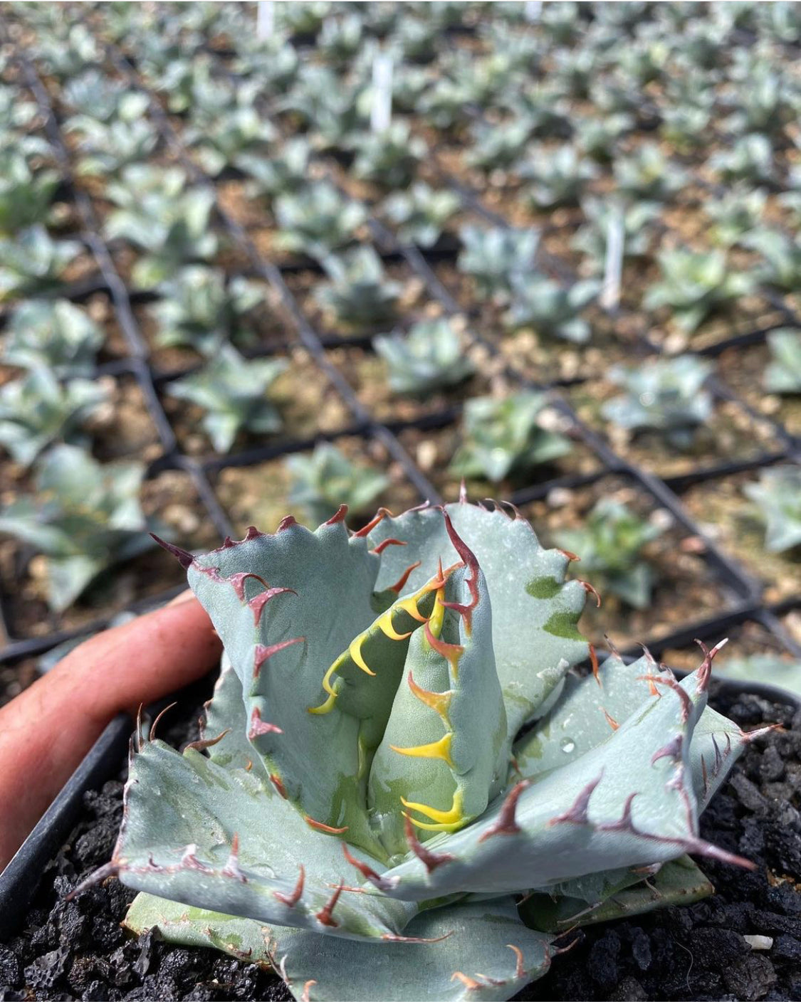 Agave titamensis – Hidden Agave