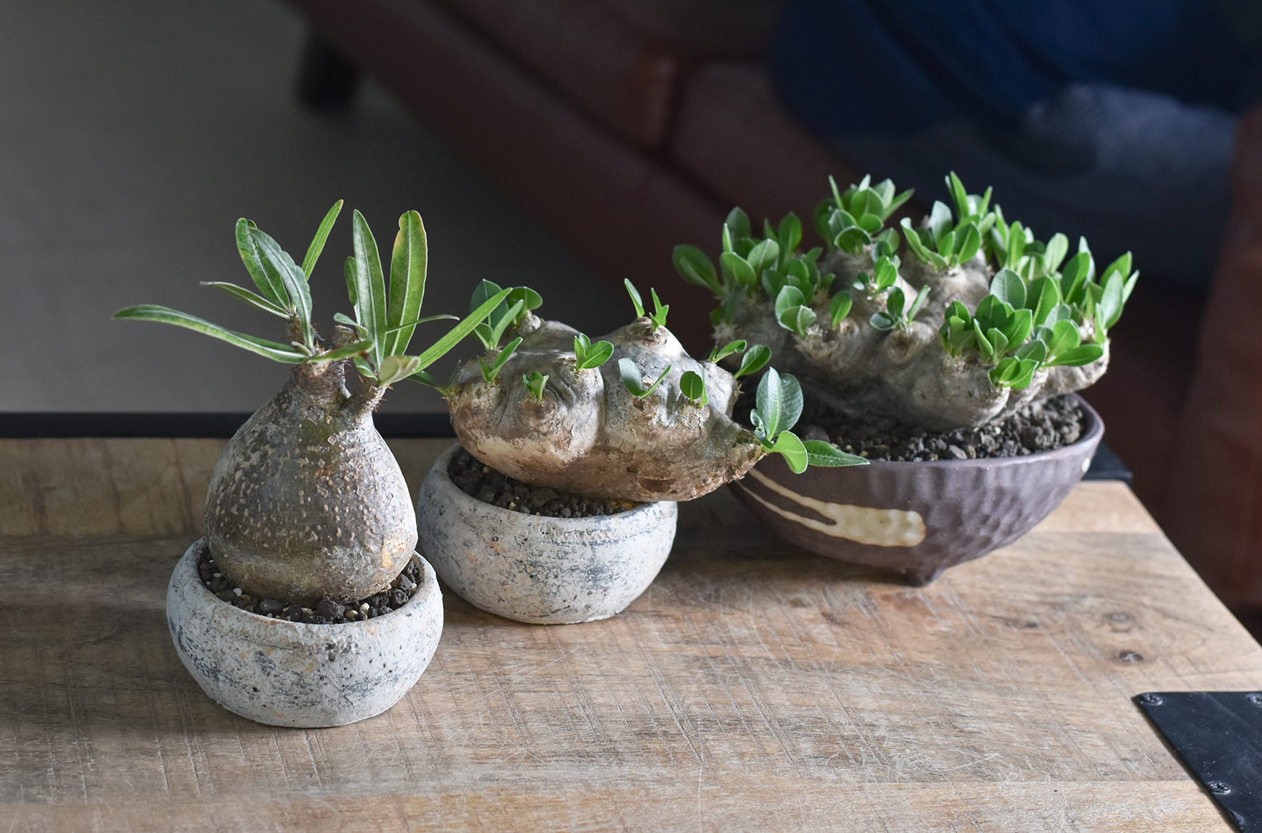 塊根植物・コーデックス、まだ知らないの？育て方と初心者向け品種など