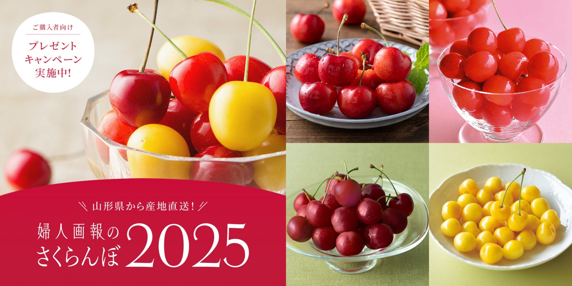 人気の「佐藤錦」から貴重な新品種まで！今しか買えない山形の