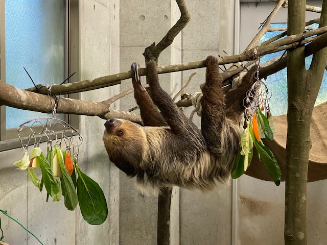 新しい仲間が加わりました！～ナマケモノ～part2 - 平川動物公園公式