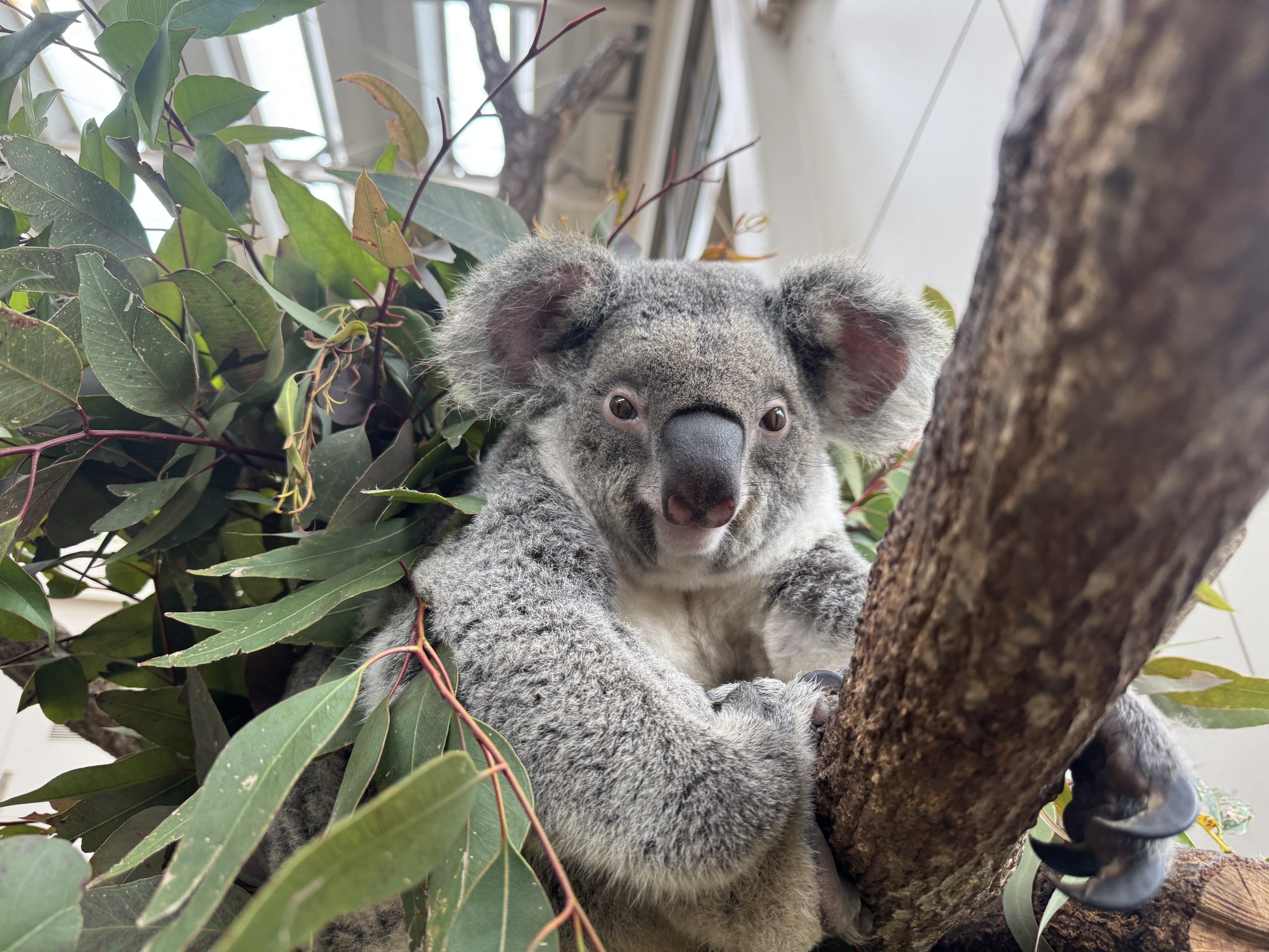 コアラ紹介 - 平川動物公園公式サイト