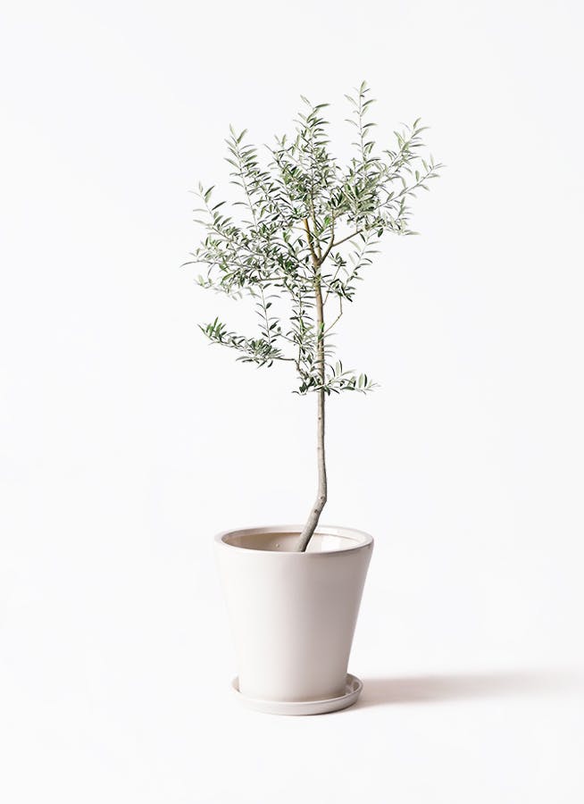 観葉植物 オリーブ 8号 ルッカ サブリナ 白 付き | 観葉植物なら