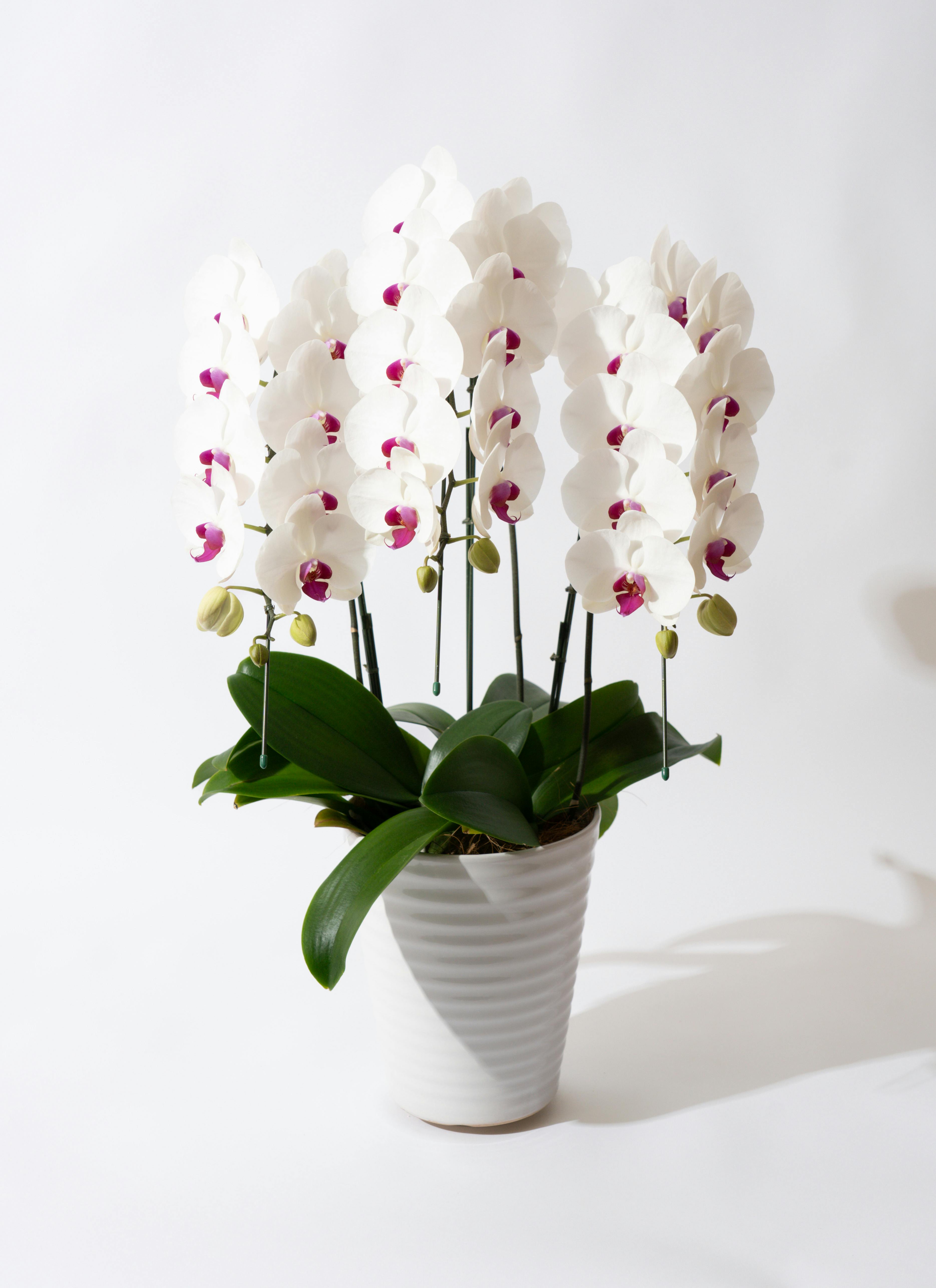 赤白色の胡蝶蘭の通販 | HitoHana（ひとはな）