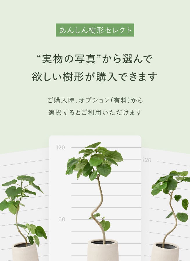 観葉植物 ソテツ 8号 プラスチック鉢 | 観葉植物ならHitoHana(ひとはな)