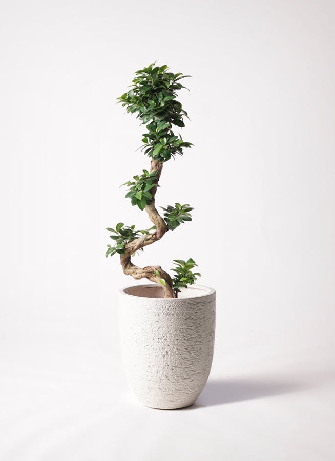 ガジュマル 曲がり | 観葉植物通販 Hitohana（ひとはな）