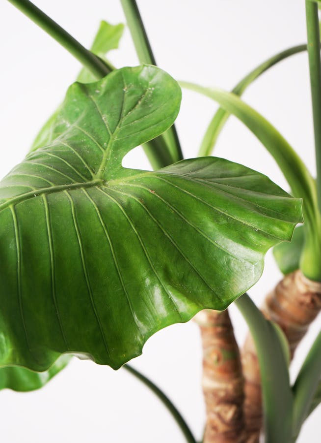 観葉植物 アロカシア 10号 オドラ（クワズイモ） ベータ キューブ