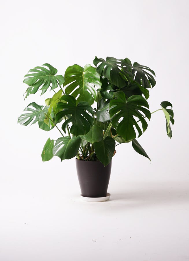 観葉植物 モンステラ 8号 ボサ造り ベータ キューブプランター ウッド