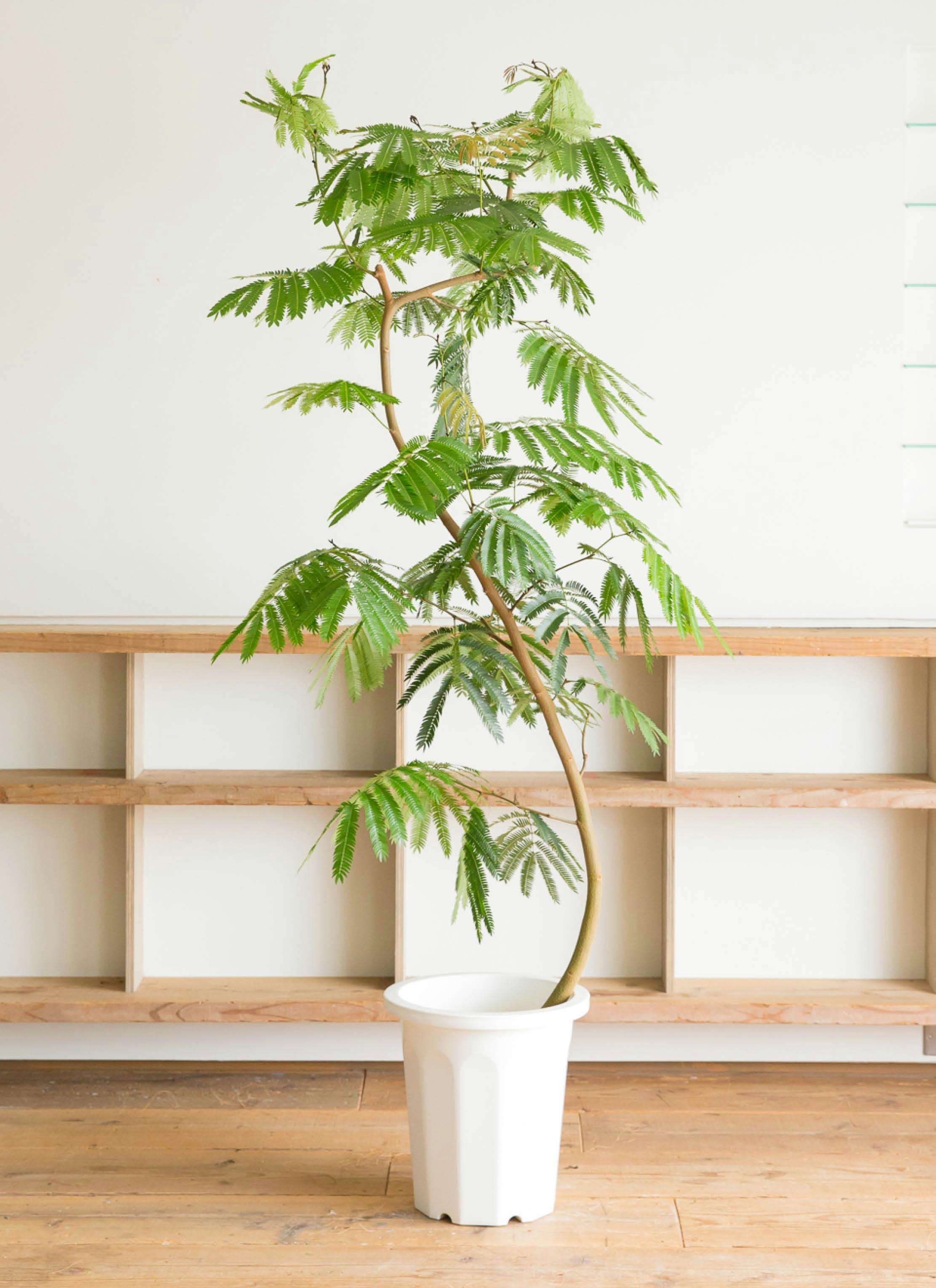 観葉植物 エバーフレッシュ 10号 曲り ファイバークレイGray 付き