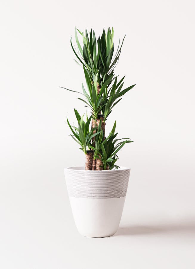 ユッカ 8号 | 観葉植物 | インテリアやギフトに - Hitohana（ひとはな）
