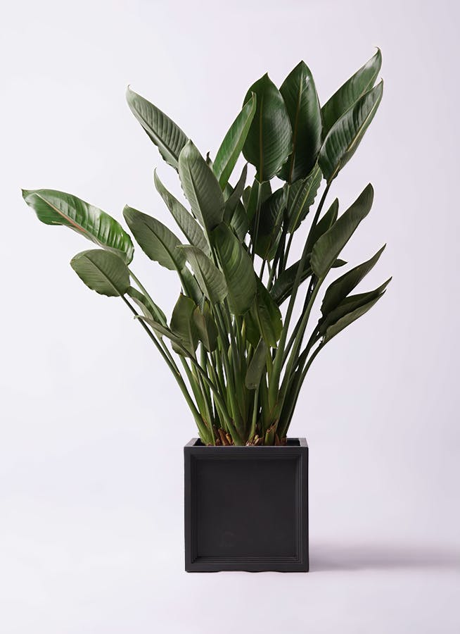 観葉植物 ストレリチア (ストレチア) レギネ 10号 ブリティッシュ