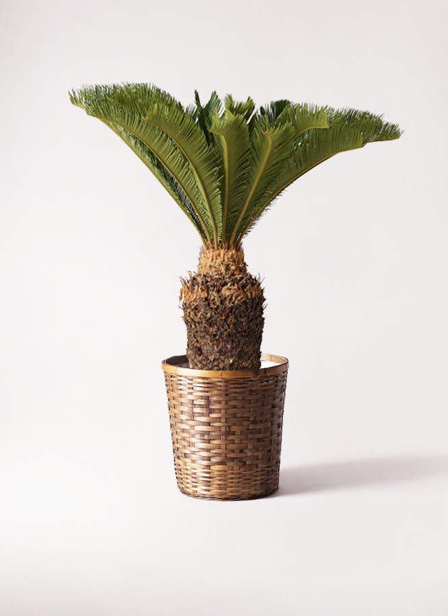 ソテツ 10号 | 観葉植物 | インテリアやギフトに - Hitohana（ひとはな）