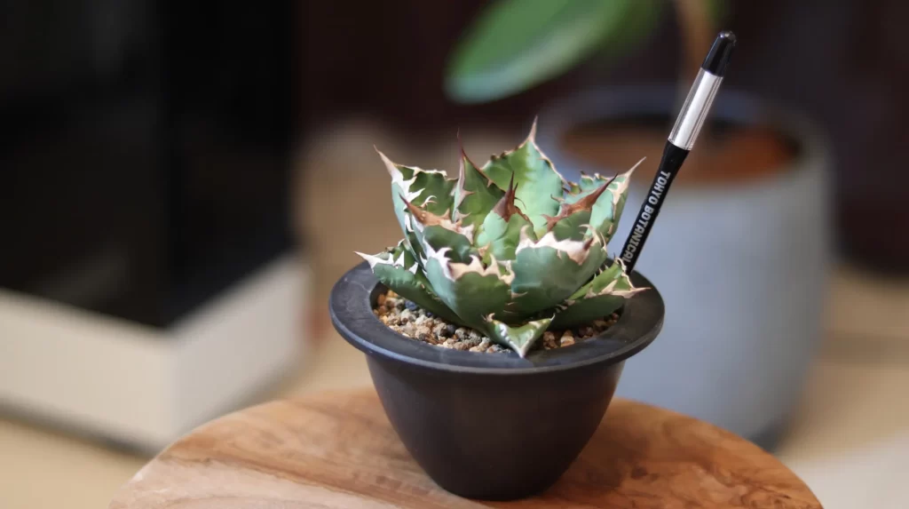 アガベと塊根植物におすすめのサーキュレーターはコレ！『keynice USB