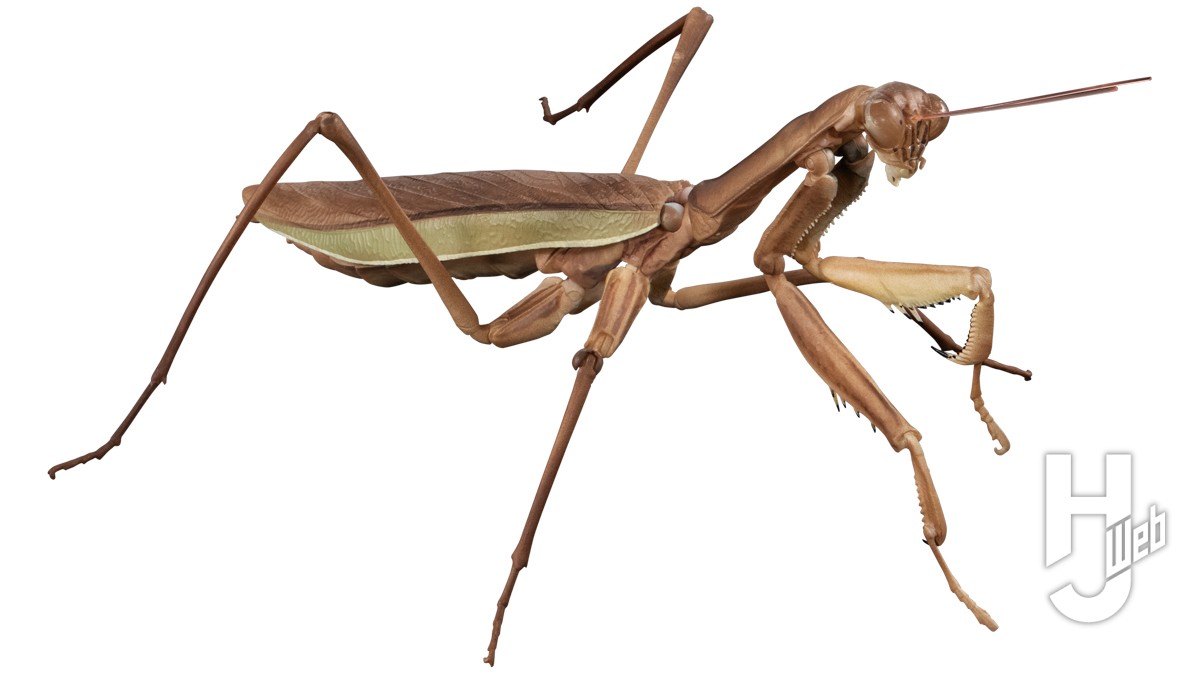 いきもの大図鑑」最新作は巨大サイズのオオカマキリとショウリョウ