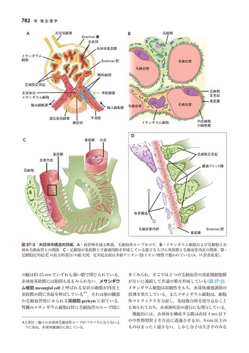 ギャノング生理学 原書26版 - 丸善出版 理工・医学・人文社会科学の