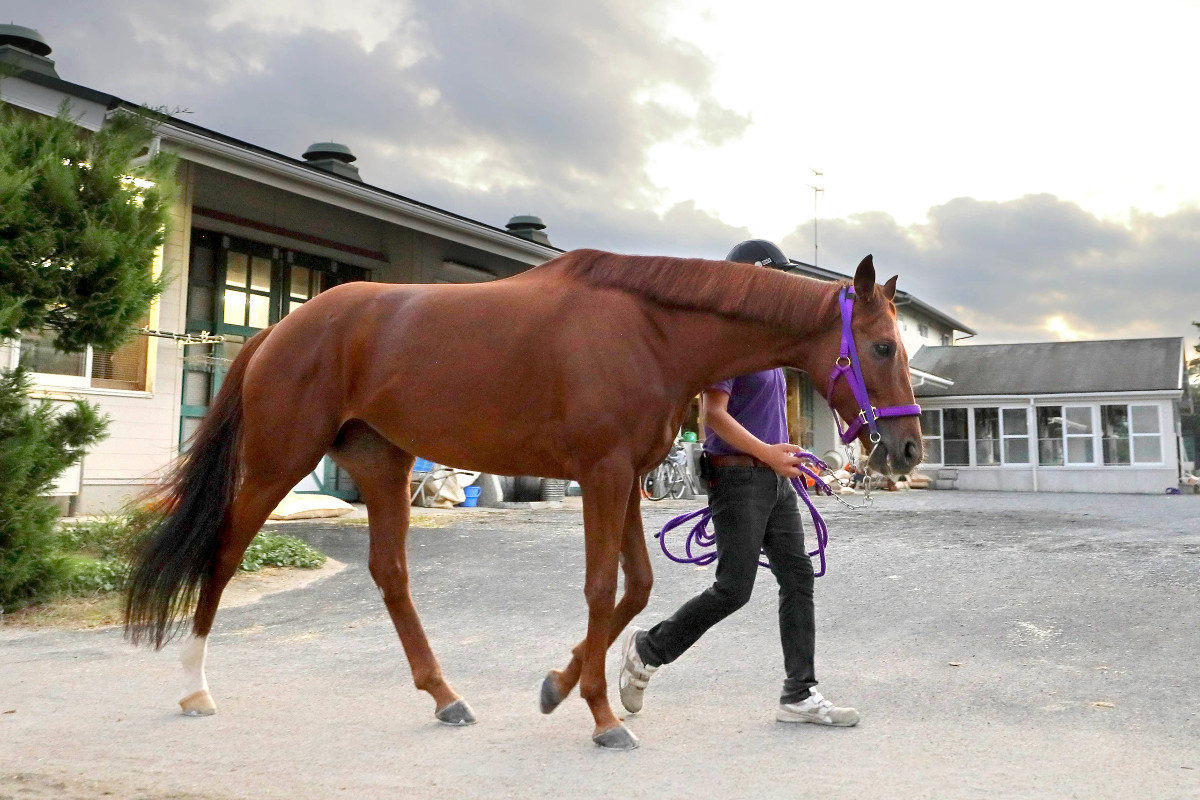 スプリンターズS】レッツゴードンキ、JRA最多タイ19度目G1 7