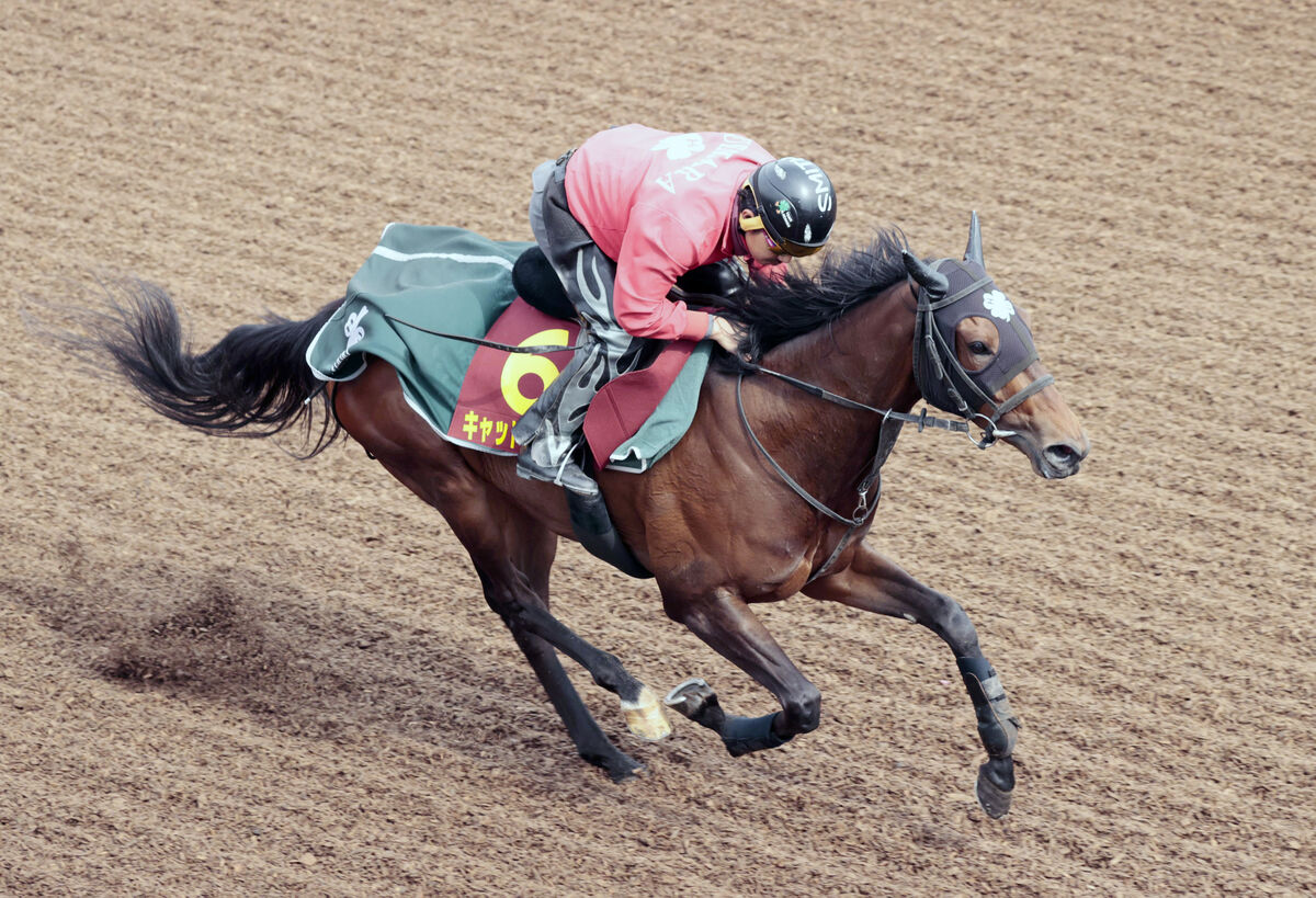 桜花賞】アネモネS勝ちのキャットファイトは2枠4番に決定 上原博