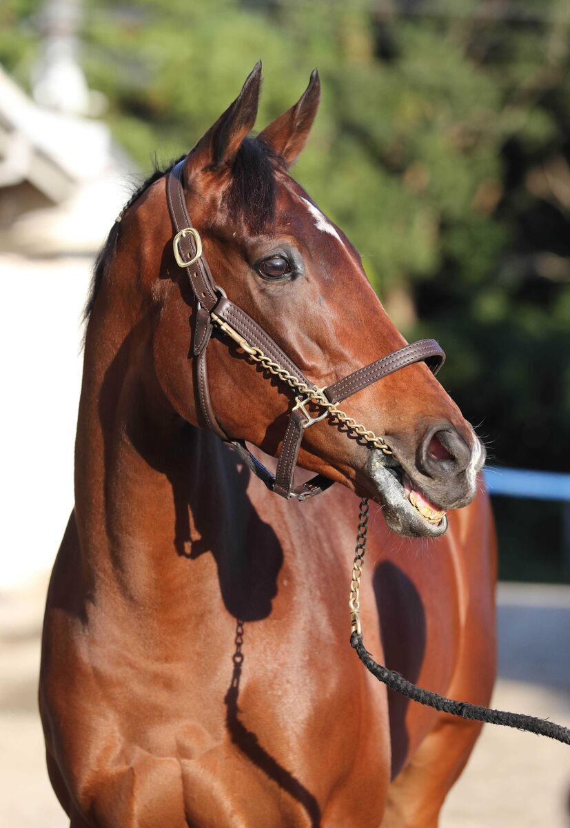 アーモンドアイ 帽子 引退馬 ウマ娘 キャップ 産駒アロンズロッド