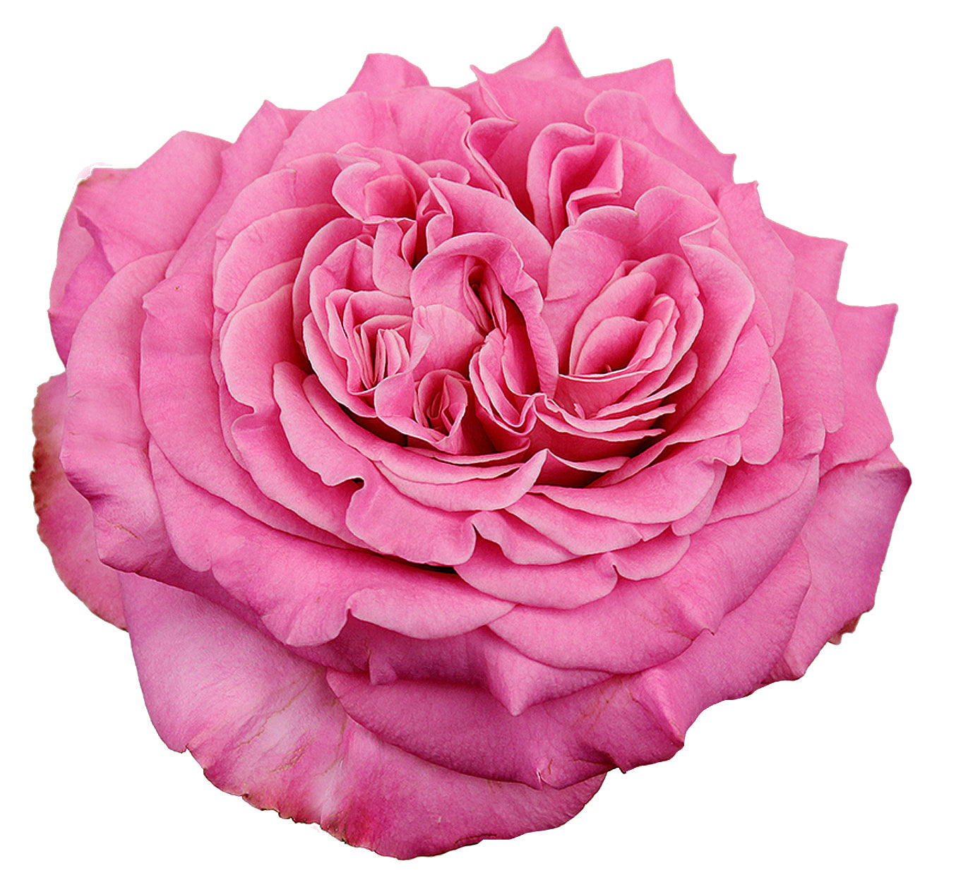 Deluxe & Princess Garden Roses - Ashley | Hope Flower Farm