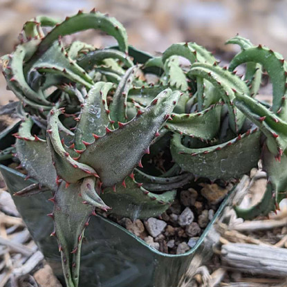 Aloe castilloniae (2023) - Henry Shaw Cactus and Succulent Society
