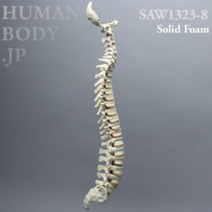 脊柱（後頭骨-仙骨） SAW1323-8｜演習用模擬骨 SAWBONES