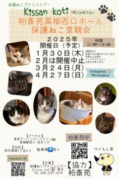 譲渡会 柏斎苑保護ねこ里親会(千葉県)｜ハグー -みんなのペット里親情報