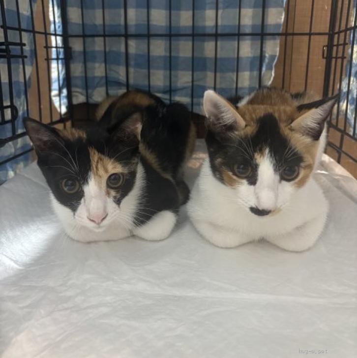 猫の里親募集】和歌山県・雑種・美人三毛猫 ひまわりちゃん。（ID:2506