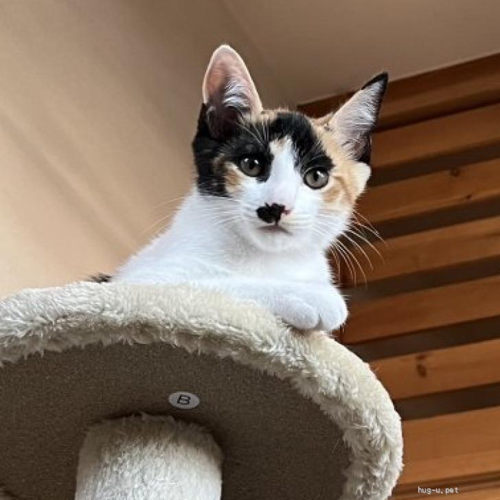 猫の里親募集】和歌山県・雑種・美人三毛猫 ひまわりちゃん。（ID:2506