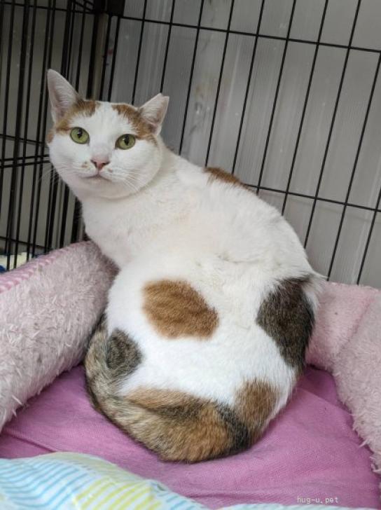 猫の里親募集】千葉県・雑種・白多めの三毛猫🌺ふくちゃん（ID:2307