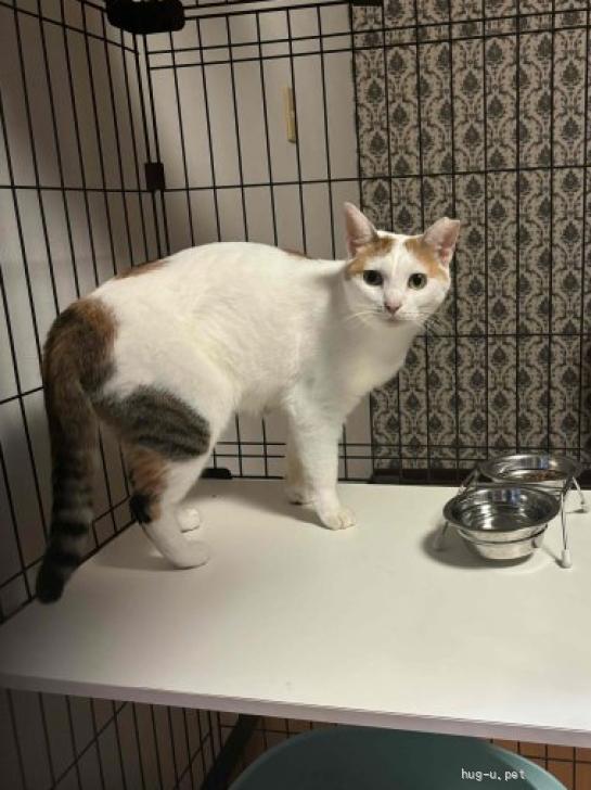 猫の里親募集】千葉県・雑種・白多めの三毛猫🌺ふくちゃん（ID:2307