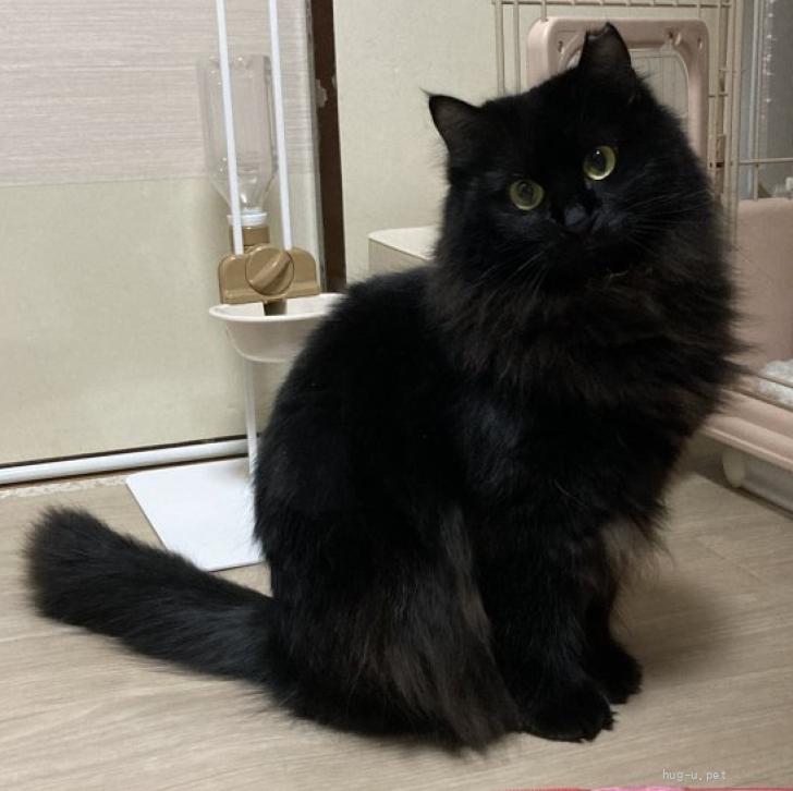 猫の里親募集】神奈川県・雑種・艶サラフワフワな美猫『くみ』（ID