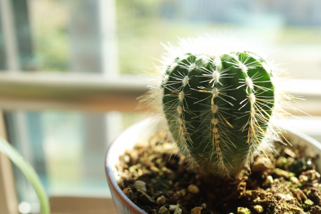 ユニークな形が魅力！ サボテンの種類や選び方・育て方のポイント