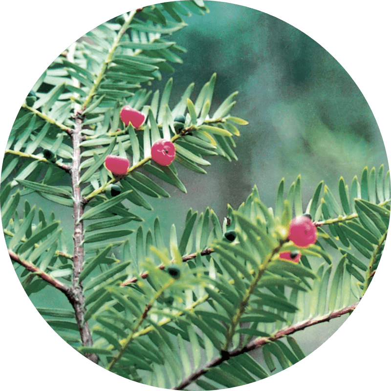 雲南紅豆杉 お風呂用ハーブのご購入 | 安心・安全の健康食品通販 市隆堂