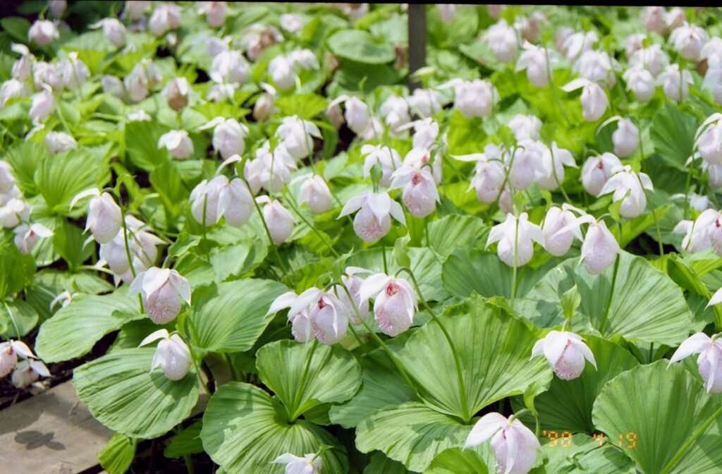 山野草 苗 台湾クマガイソウ 花芽1葉芽1 NO6 台湾クマガイソウ 花1