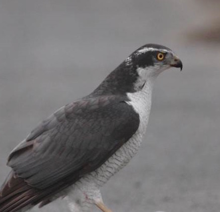 図鑑 日本のワシタカ類詳細情報【野鳥】 - 図鑑.jp