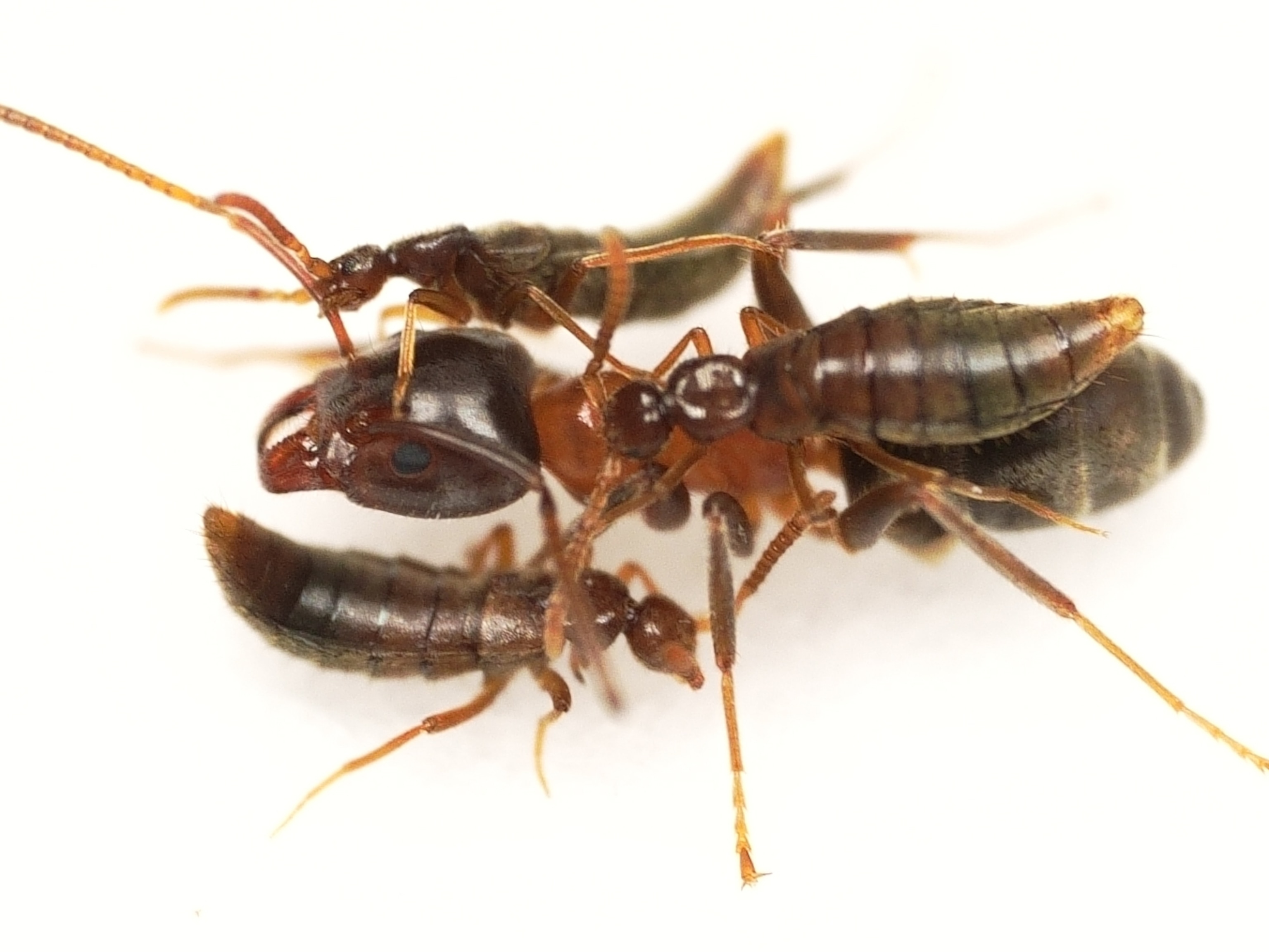 Researchers find oldest ant known to science—113-million-year-old