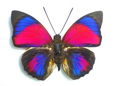 Agrias claudina claudina - AgriasButterflies.com