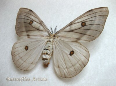 Giant Ghostly Silk Moth Ceranchia Apollina FAMALE Framed
