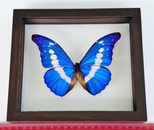 Morpho Helena | eBay
