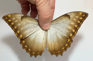 Morpho Theseus | eBay