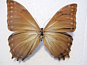 Morpho Theseus | eBay