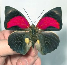 Agrias claudina croesus - AgriasButterflies.com