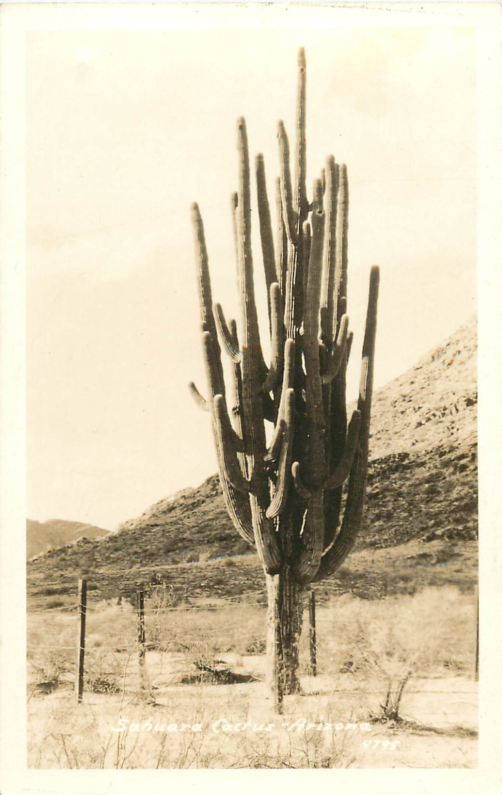 RPPC Postcard Giant Old Saguaro Cactus w/many Arms, Arizona 9795