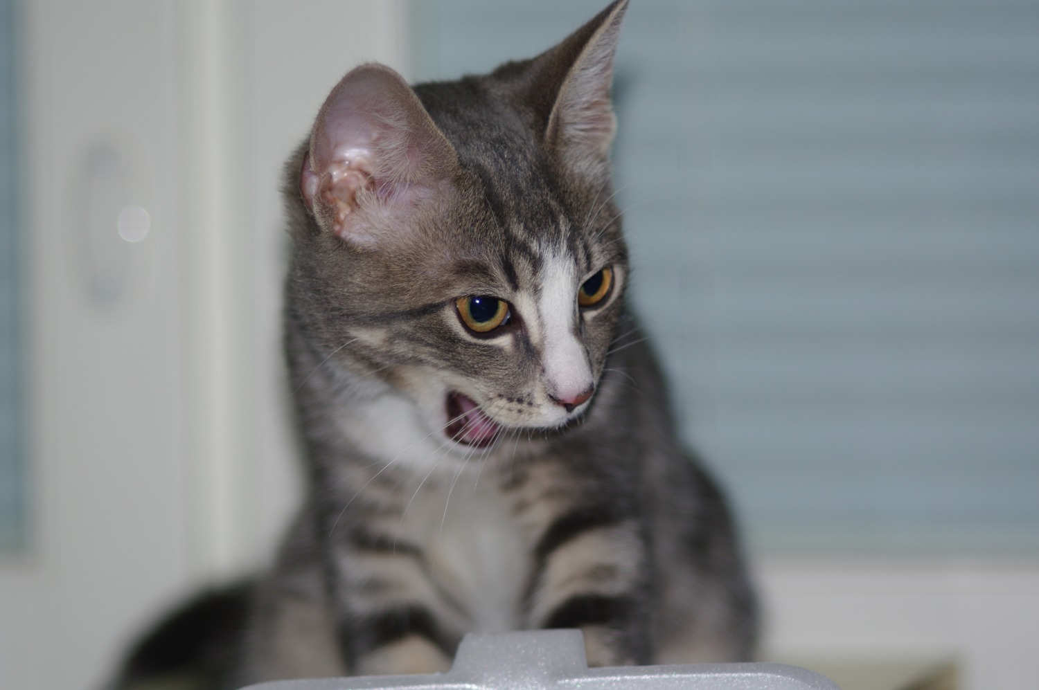 Tamron Adaptall (CT-105) 105mm F2.5 Lens Reviews - Tamron Adaptall