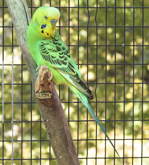 Canon PowerShot SX400 IS Review - Review 2014 - PCMag Australia