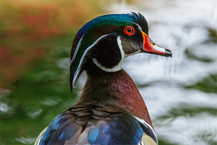 Tamron 100-400mm f/4.5-6.3 Di VC USD Review | PCMag