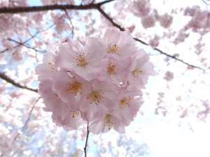 Nikon COOLPIX S9700（外装極上品・実写作例あり） Nikon Coolpix